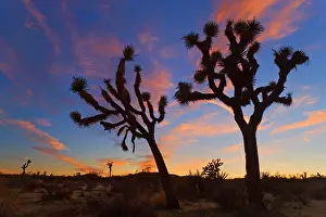 Joshua: 80187743 Joshua Tree - Joshua Trees silhouetted