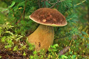 Bolete: 80187749 King bolete - king bolete mushroom in temperate