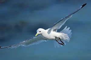Kittiwake: 80187750 Black-legged kittiwake - adult kittiwake