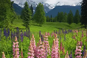 Lupines: 80187777 Lupines and Mount Robson - flowering lupines