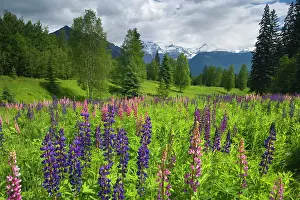 Lupines: 80187778 Lupines and Mount Robson - flowering lupines