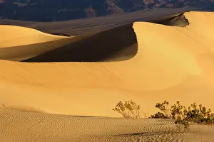 Mesquite: 80187790 Mesquite Flat Sand Dunes - golden sand