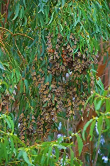 Monarch: 80187801 Monarch Butterfly - a big cluster of wintering