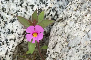 Brightly: 80187802 Biegelow's Monkey Flower - single brightly