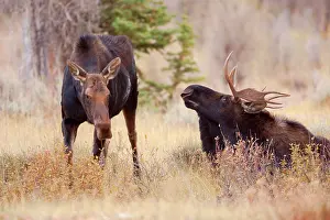 Approaching: 80187816 Moose - female moose approaching moose