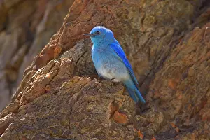 Bluebird: 80187829 Mountain bluebird - male bluebird sitting