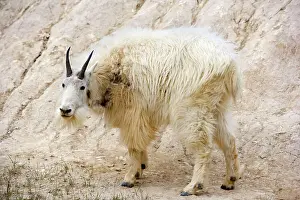 Lick: 80187831 Mountain Goat - adult goat at a salt lick