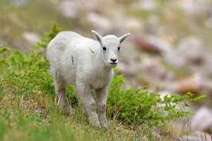Lamb: 80187834 Mountain Goat - young lamb stands on a