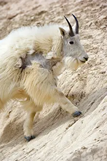 Lick: 80187835 Mountain Goat - adult goat at a salt lick