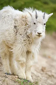 Lamb: 80187837 Mountain Goat - one year old lamb at a