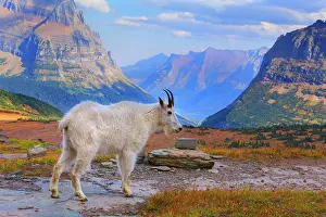 Impressive: 80187839 Mountain goat - adult goat stading in impressive