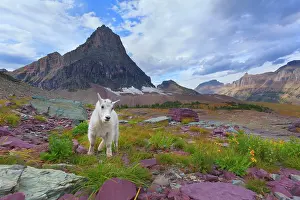 Impressive: 80187841 Mountain goat - young goat in impressive