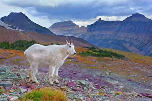 Impressive: 80187842 Mountain goat - adult goat in impressive
