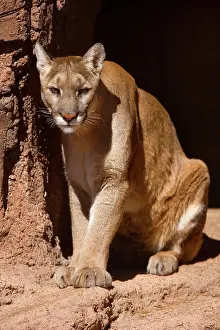 Cougar: 80187847 Mountain Lion / Puma / Cougar - adult sitting