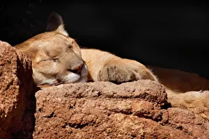 Cougar: 80187848 Mountain Lion / Puma / Cougar - adult sleeping