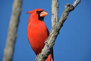 Cardinal: 80187854 Northern Cardinal - brightly red coloured
