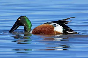 Shoveler: 80187858 Northern Shoveller - wintering male shoveler