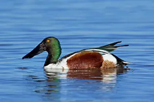 Shoveler: 80187859 Northern Shoveller - wintering male shoveler