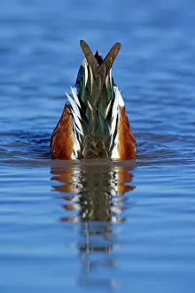 Shoveler: 80187860 Northern Shoveller - wintering male shoveler