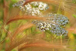Hordeum: 80187861 Northern Yarrow / Hordeum jubatum - ripe