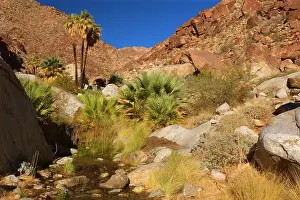 Oasis: 80187862 Oasis in Palm Canyon - an oasis with creek