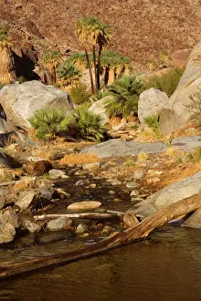Oasis: 80187863 Oasis in Palm Canyon - an oasis with creek