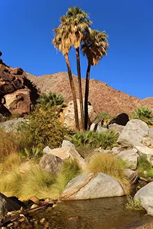 Oasis: 80187864 Oasis in Palm Canyon - an oasis with creek