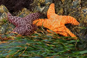 Ochraceous: 80187866 Ochraceous Starfish - colourful orange