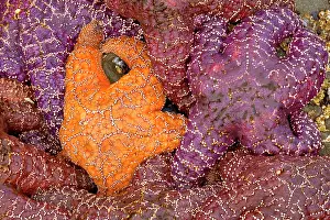 Ochraceous: 80187867 Ochraceous Starfish - colourful orange