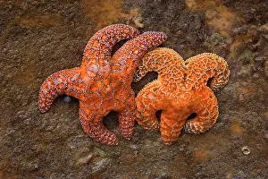 Ochraceous: 80187868 Ochraceous Starfish - colourful orange