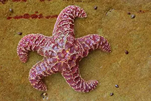 Ochraceous: 80187869 Ochraceous Starfish - colourful purple