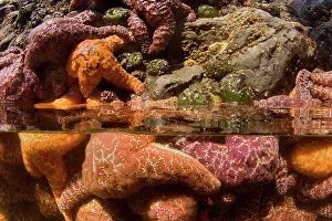 Half: 80187870 Ochraceous Starfish - half over/half under