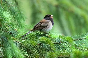 Junco: 80187871 Oregon dark-eyed junco - male adult oregon
