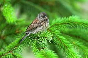 Junco: 80187872 Oregon dark-eyed junco - female adult oregon