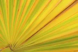 Detailed: 80187877 California Fan Palm - detailed pattern