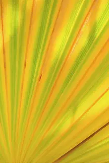 Detailed: 80187879 California Fan Palm - detailed pattern