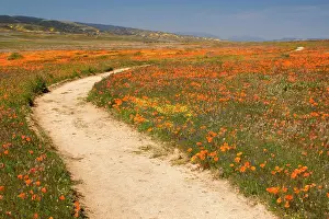 Leads: 80187882 Path in wildflowers - a path leads through