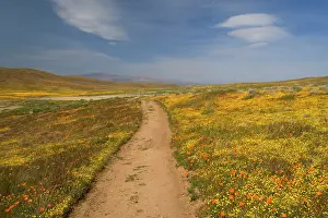 Leads: 80187883 Path in wildflowers - a path leads through