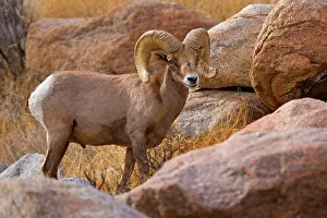 Bighorn: 80187884 Peninsular Desert Bighorn Sheep - adult