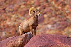 Bighorn: 80187885 Peninsular Desert Bighorn Sheep - adult