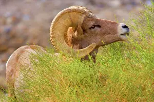 Bighorn: 80187886 Peninsular Desert Bighorn Sheep - portrait
