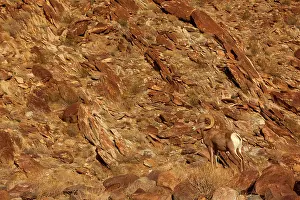 Bighorn: 80187887 Peninsular Desert Bighorn Sheep - perfectly