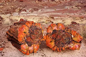 Pieces: 80187891 Petrified Wood - colourful petrified pieces