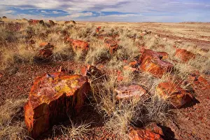 Pieces: 80187892 Petrified Wood - colourful petrified pieces
