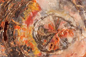 Petrified: 80187894 Petrified Wood - detail of a colourful