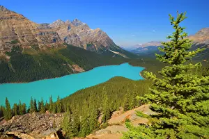 Peyto: 80187897 Peyto Lake - brightly turquoise coloured