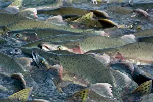 Humpback: 80187904 Pink / Humpback Salmon - swimming up river
