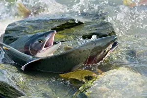 Humpback: 80187905 Pink / Humpback Salmon - swimming up river