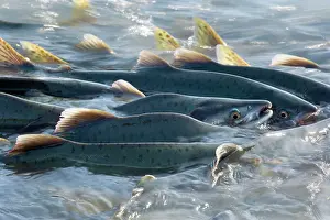 Humpback: 80187906 Pink / Humpback Salmon - swimming up river