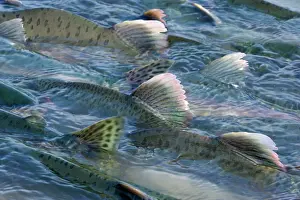 Humpback: 80187907 Pink / Humpback Salmon - swimming up river